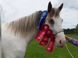 Improvement Mare, Rockin' Mighty Belle with her winnings after a show. Owned by Rockin' the Dots.