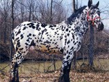 The late, great Sugarbush Harley Quinne, owned by Everett Smith
