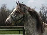 ASHDA Improvement Sire, Majestic Eros. Owned by Rockin; K Ranch of Kentucky.