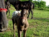 Sugarbush Harley's Classic O as a foal, bred by Everett Smith and owned by Rebecca Buck