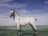 Stonewall Rascal, sire of Sugarbush Harley Quinn bred by Mike Muir and now owned by Trinity Appaloosa Farm