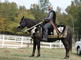 Hardship gelding DJH Thor of Hopehaven in medieval costume owned by Dorinda Hennings