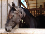 Petronell, ASHDA Approved Dam owned by Rockin' K Ranch of Kentucky.