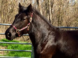 O My Sweet Angel, E-Designation Mare owned by Stephanie Adame.