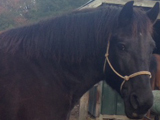 Improvement mare, Southern Dixie Belle owned by Carla Cuomo.