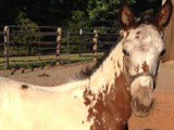 Classic O's Double Eagle, E-Designation Colt owned by Flint Ridge Ranch.