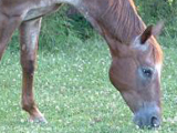 Colidas Dunbonnet, ASHDA Approved Dam owned by Trinity Appaloosa Farm.