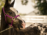 Classic O's Jack Flash, E-Designation Colt owned by Flint Ridge Ranch. Photo by Chris Fisher.