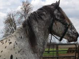 Majestic Eros, Improvement Stallion owned by Rockin' K Ranch of Kentucky.