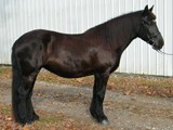 Improvement mare, May Maple Beauty owned by Flint Ridge Ranch