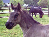 O's Beautiful Quinne, E-Designation filly owned by Flint Ridge Ranch.