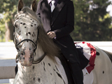 Stonewall Rascal, E-Designation Gelding owned by Trinity Appaloosa Farm. Photo by Chris Fisher.