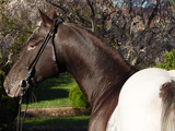 Heza Docolida, ASHDA Approved Sire owned by Trinity Appaloosa Farm.