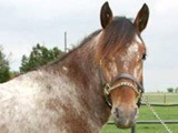 He'za Big O Texas Star, E-Designation Stallion owned by Stephanie Adame.