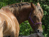 Sugarbush O Rosamunde, E-Designation Mare owned by Boisvert Farms.