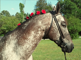 Colida Twistolena, ASHDA Approved Sire owned by Trinity Appaloosa Farm.