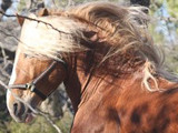 Warhorse Vegas, Improvement Stallion owned by Beverly McGowan.